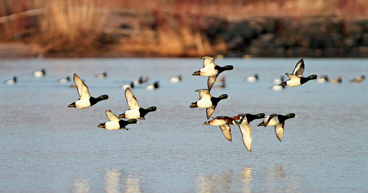 Lesser scaup flying. Photo by MichaelFurtman.com.jpg